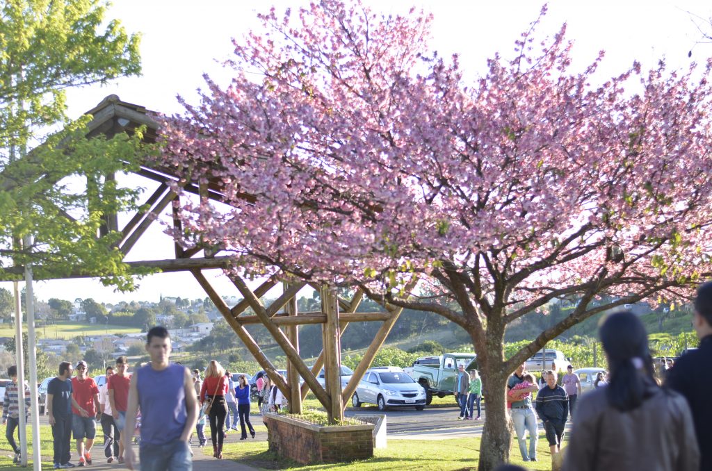 Foto do Parque do Lago na época da florada das Cerejeiras